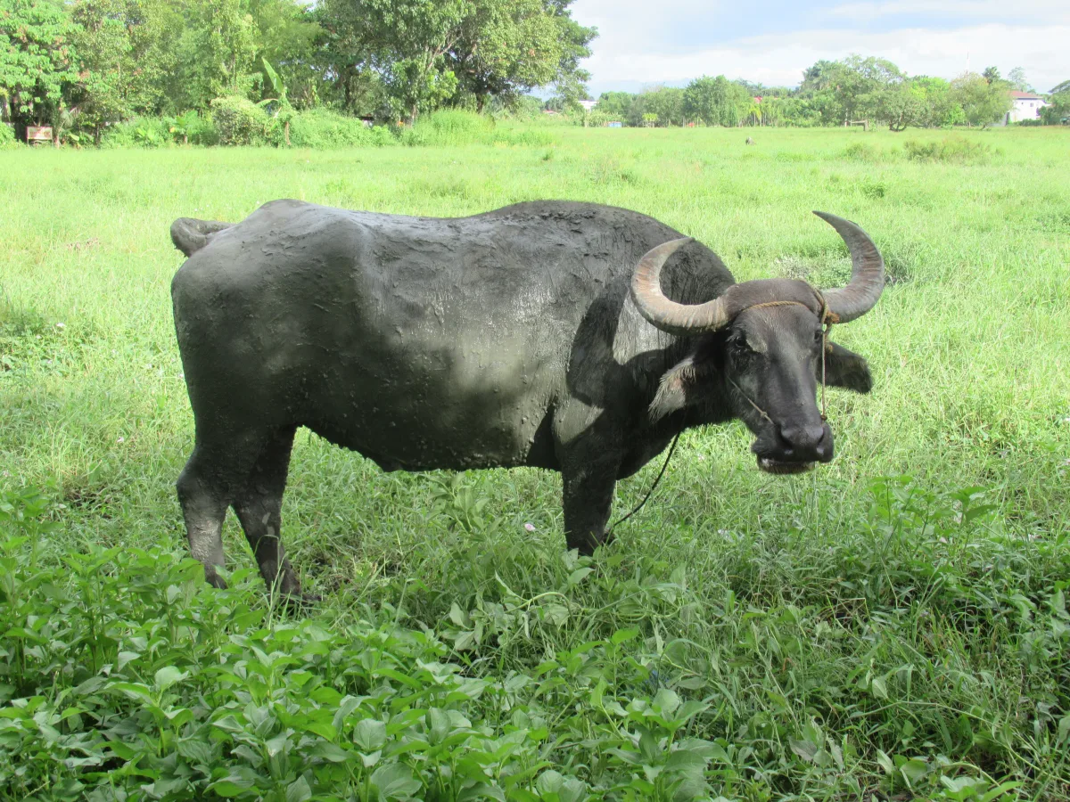 Jili Charge Buffalo bench at HATV — 96.5% RTP, free-game stampede mechanic Filipino players underuse